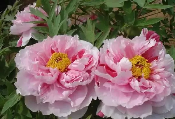 100种名贵牡丹鉴赏 绘画好素材（报花名）