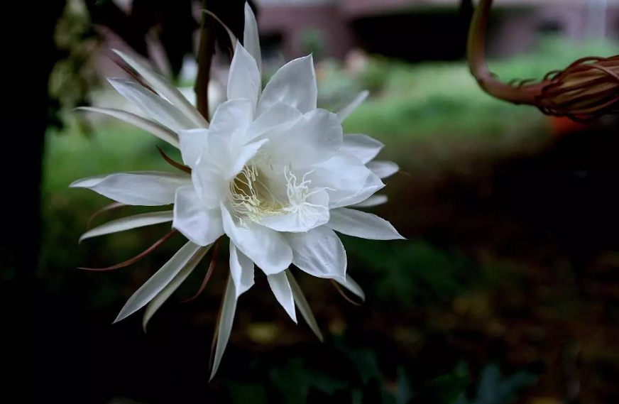 「诗词鉴赏」昙花一现为韦陀，古诗词里的昙花，一现刹那芳华