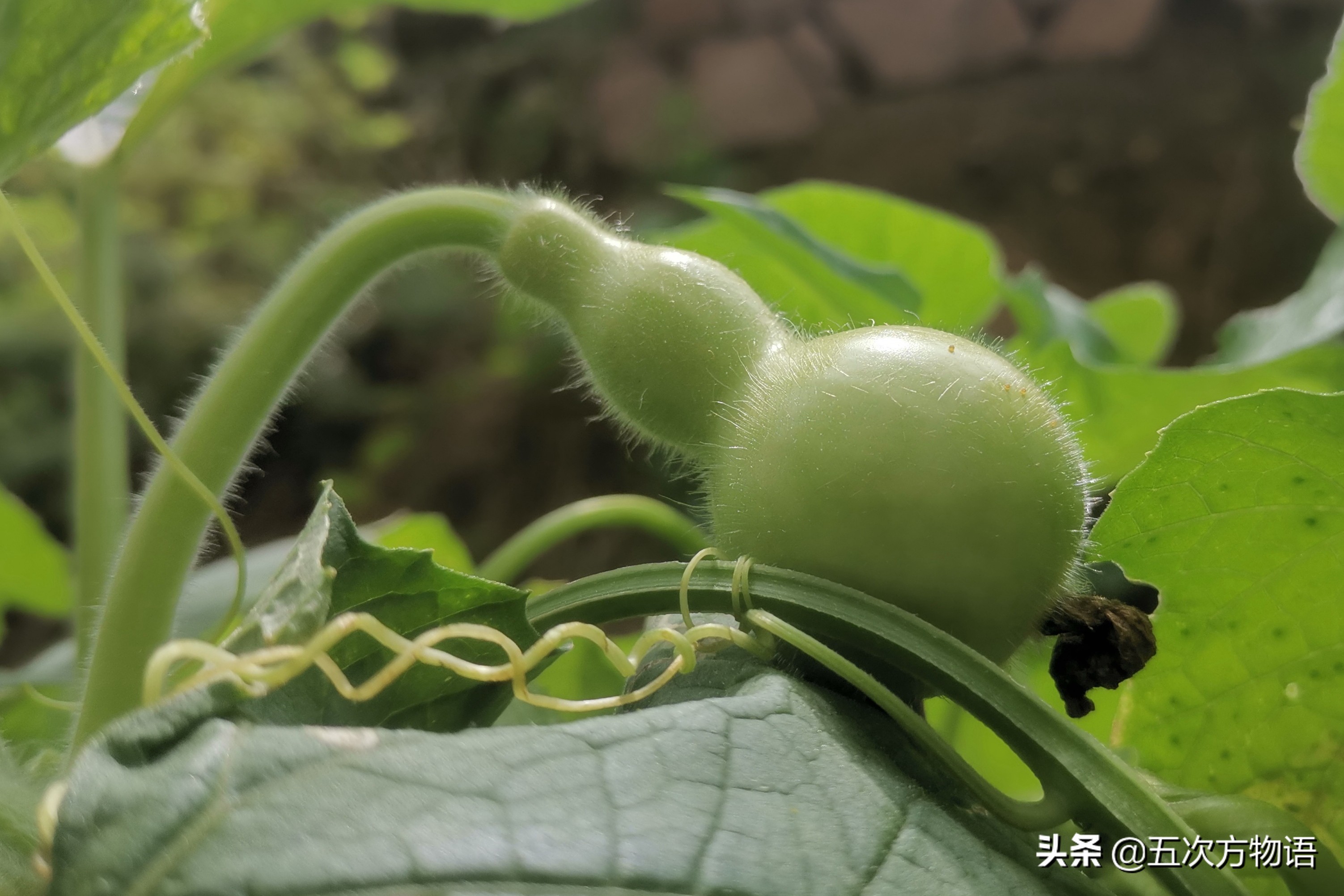 伊麗莎白瓜的營養(yǎng)價值,伊麗莎白瓜的營養(yǎng)價值及功效與作用