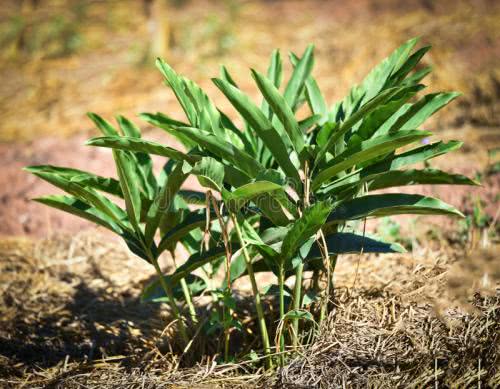 高良姜的功效与作用(高良姜) - 行就行