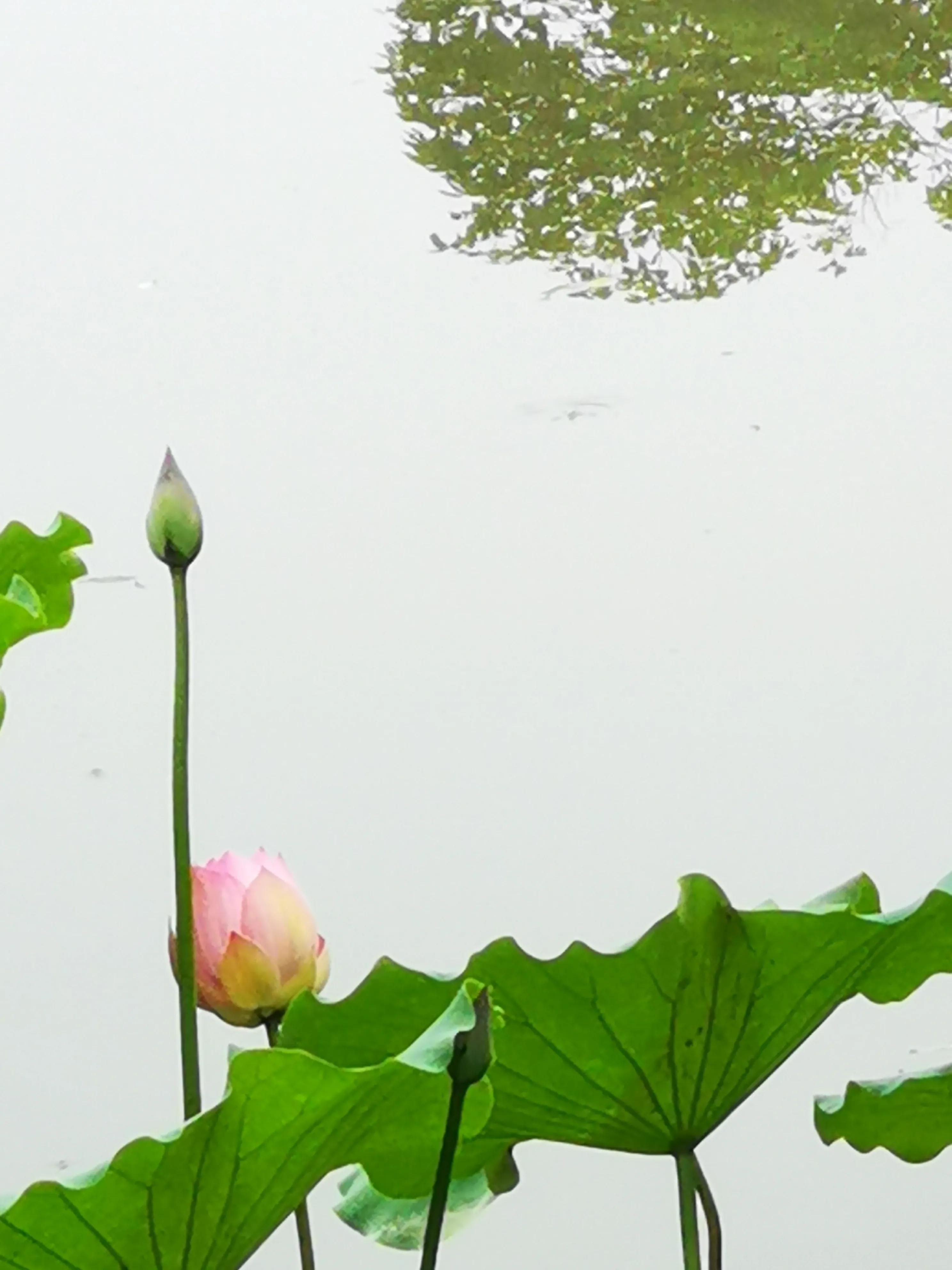 小桥流水荷塘岸边柳唯美句子_晶羽科技