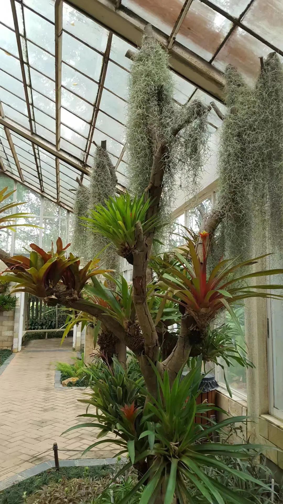 广州华南植物园 广州华南植物园烧烤场-徐拾记官网