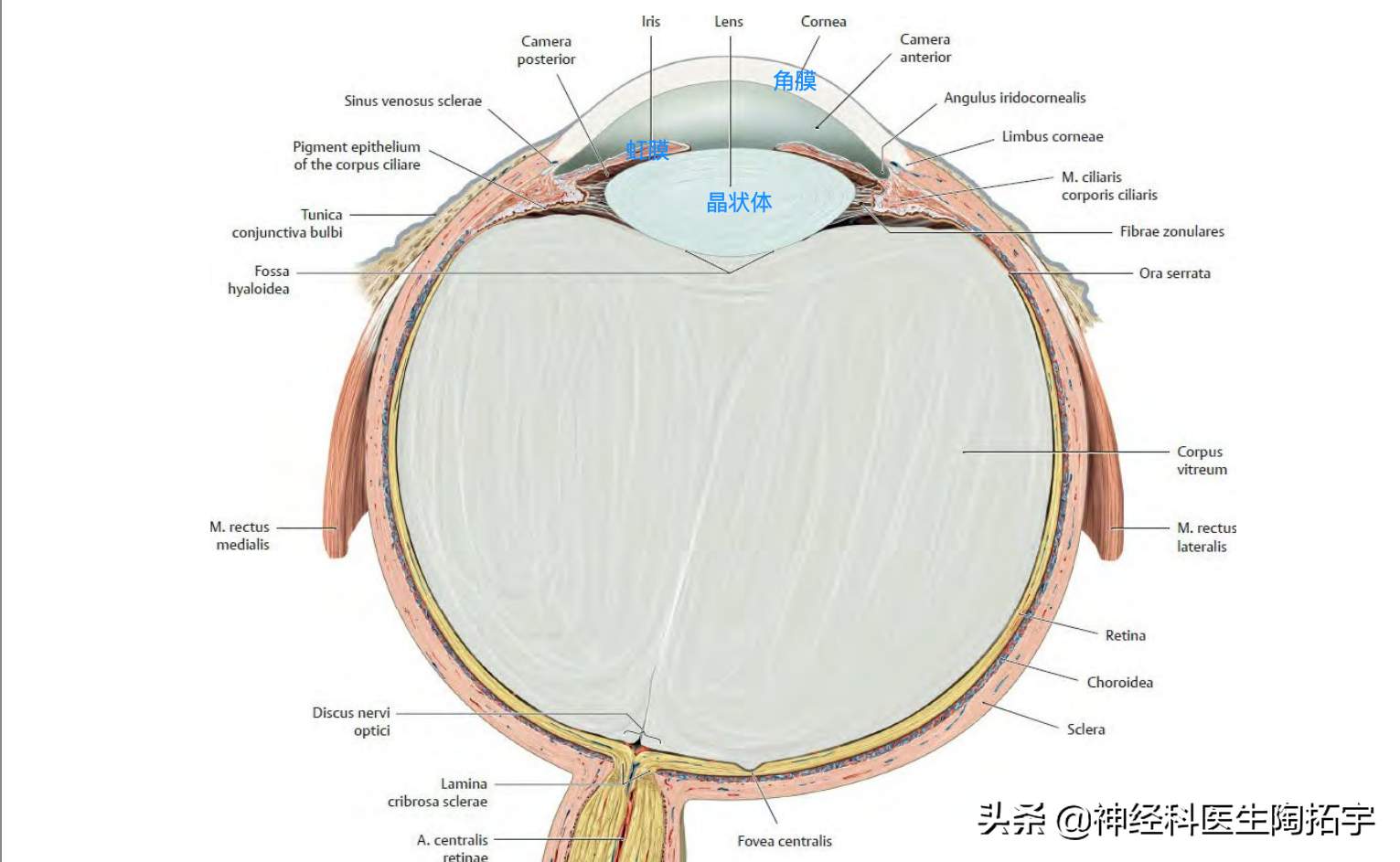 内眼角结构图图片
