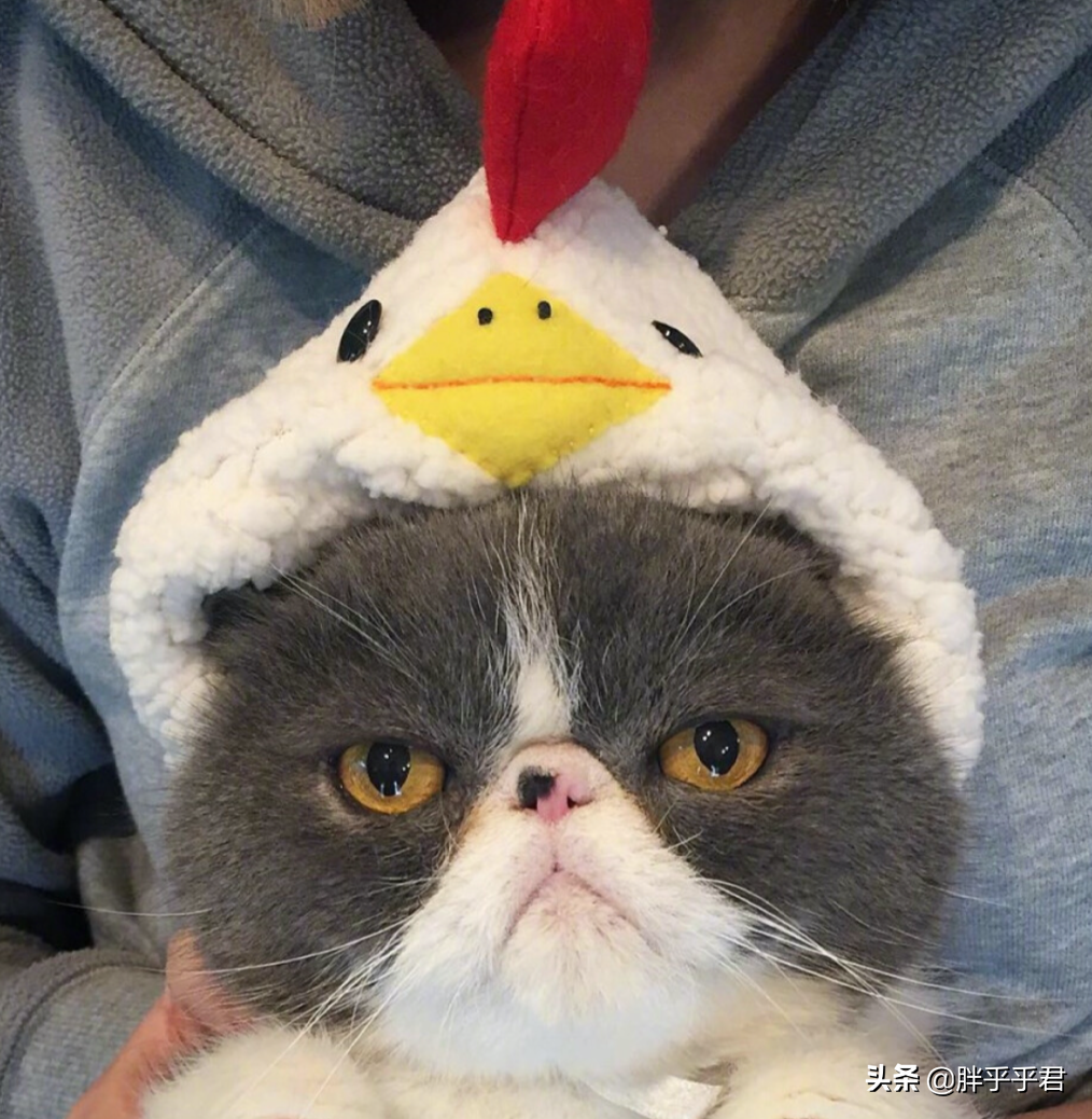 眼睛耳朵脏兮兮，猫咪却不肯擦？这三点能解决