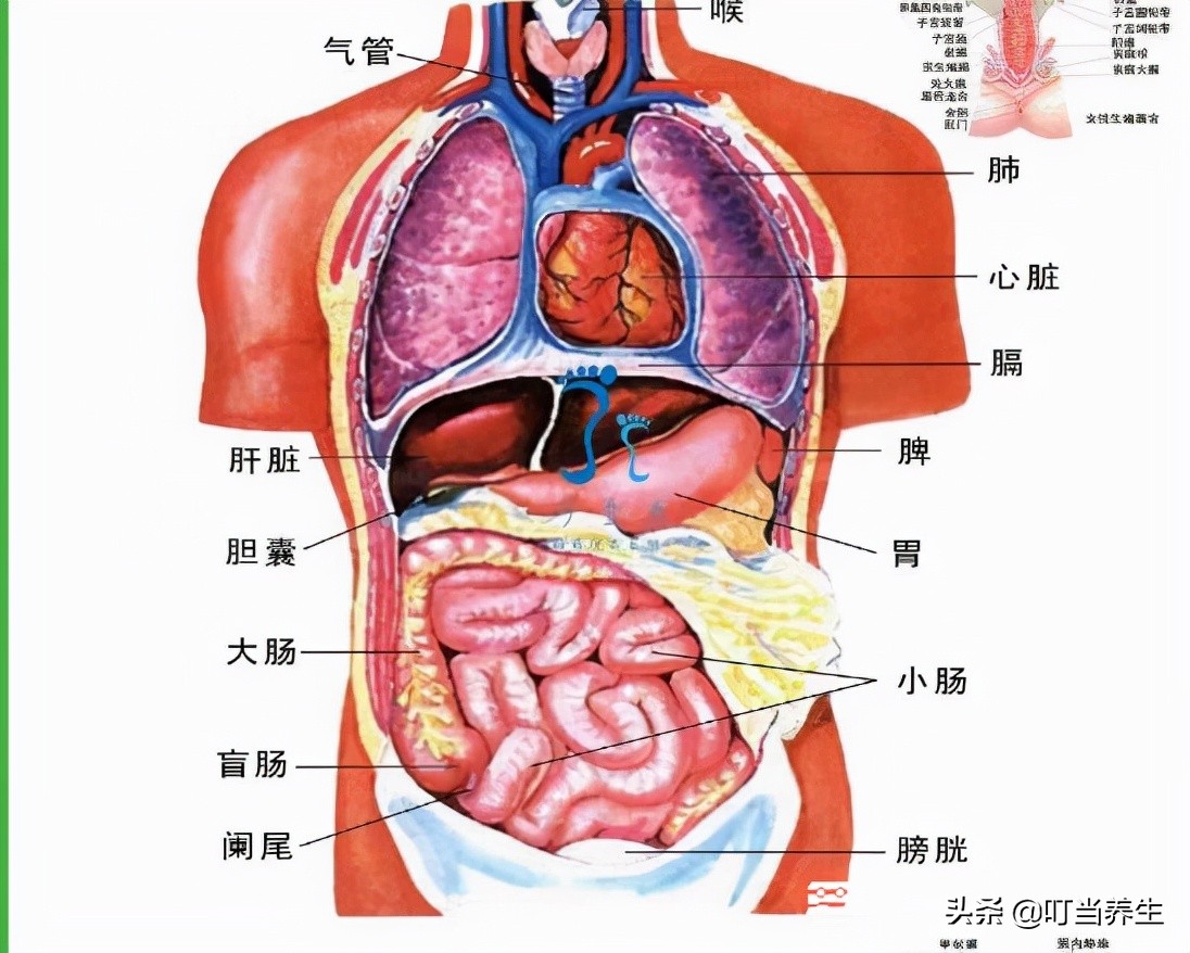 人体器官分布图