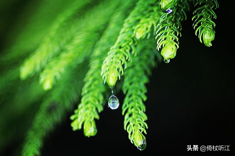 清明不独悲，趣味也当时