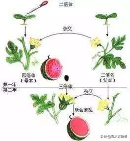 植物界中的低调派(漫谈无籽西瓜和“三倍体”)