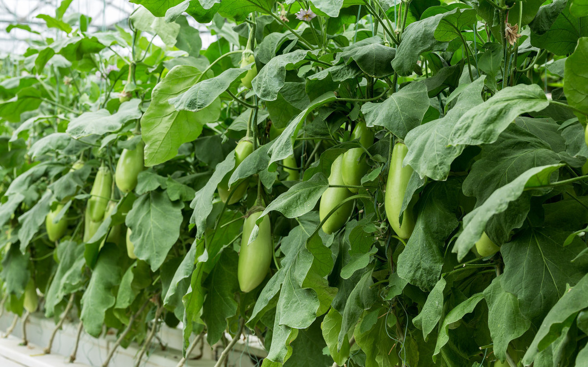 茄子的栽培方法 -骁龙网