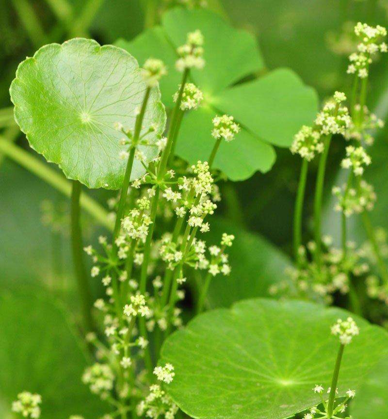 香菇草怎么养（香菇草内室栽培的注意事项分享）