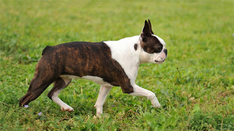 傑克羅素梗犬傑克羅素梗犬怎麼飼養