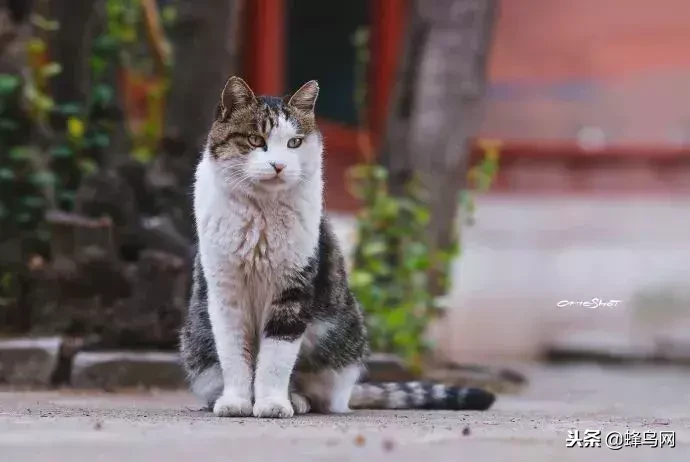 蜂鸟世界杯(故宫最招人爱的御猫，走了……)