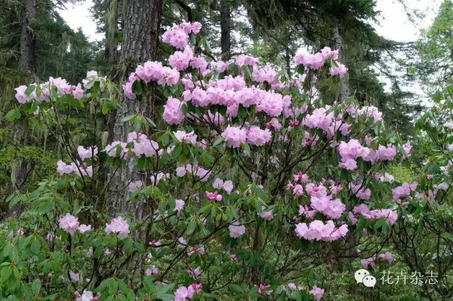 中国野花观花地点推荐