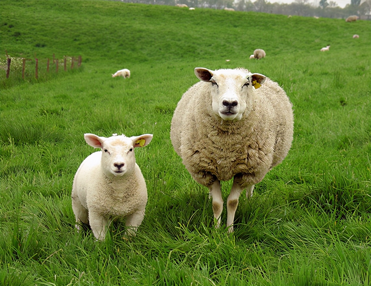 羊家族图片集,值得收藏