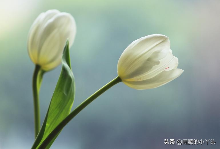 白色郁金香的花语是什么（白色郁金香的基本信息）