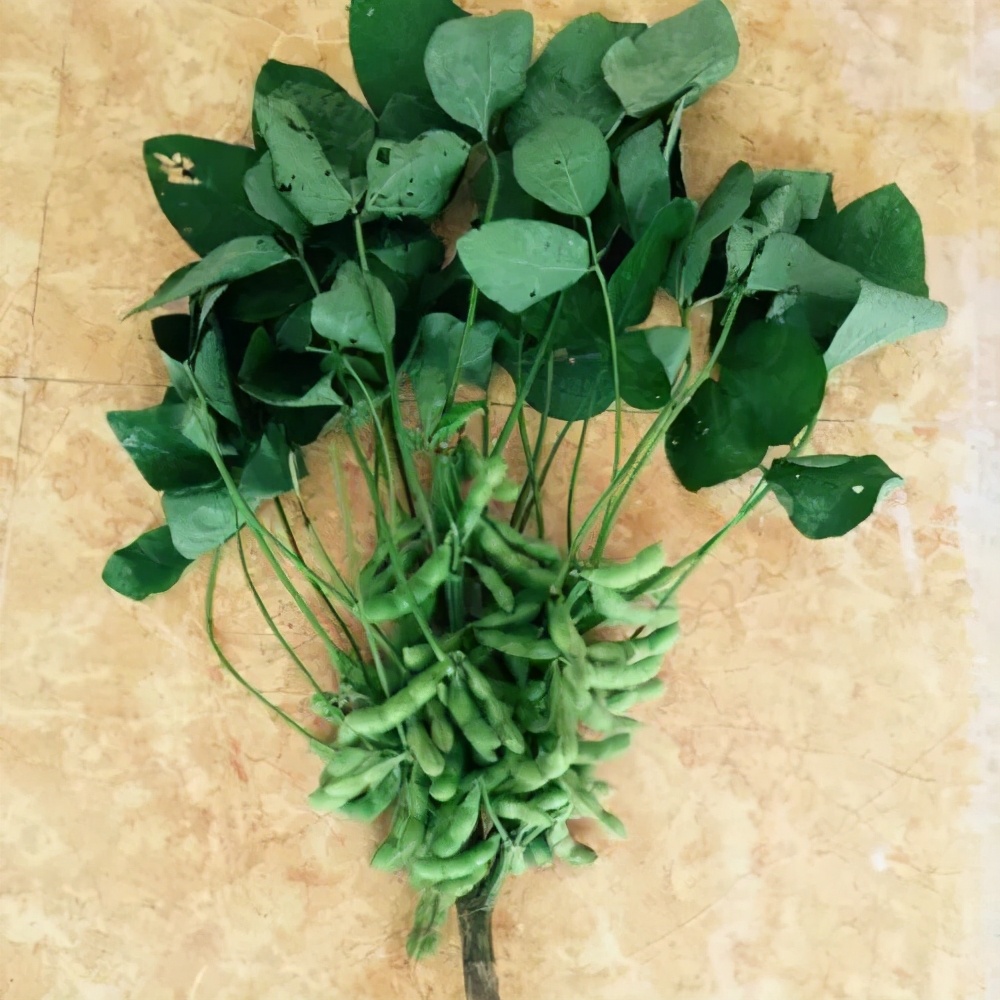 长毛豆是什么情况(盆里莫名其妙长出来两株毛豆来,原来栽种毛豆如此