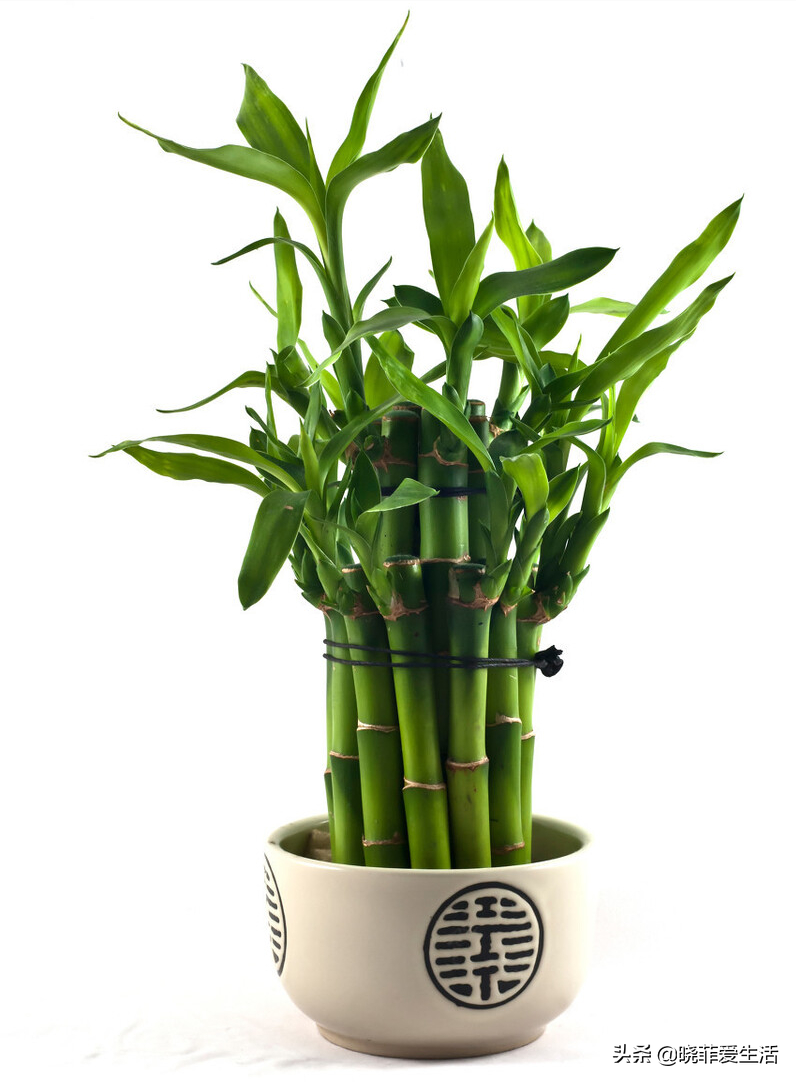 4种"财运竹",养在客厅,富贵长寿"节节高升"