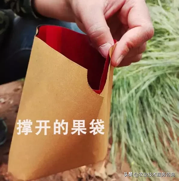 包苹果怎么包（手把手教你怎么快速的套袋）