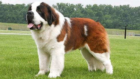 土佐犬多少钱一只(养这几种大型犬) - 价格百科