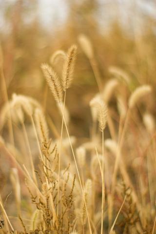 散文：人生一世，草木一秋