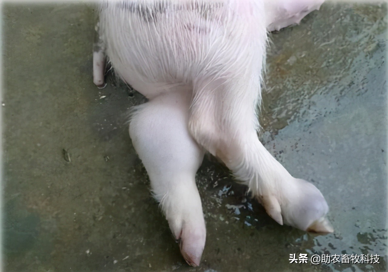 猪场10种常见疾病的症状以及用药防治方案