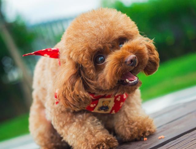 泰迪犬那么可爱，但缺点也很明显，如果接受不了就不要饲养