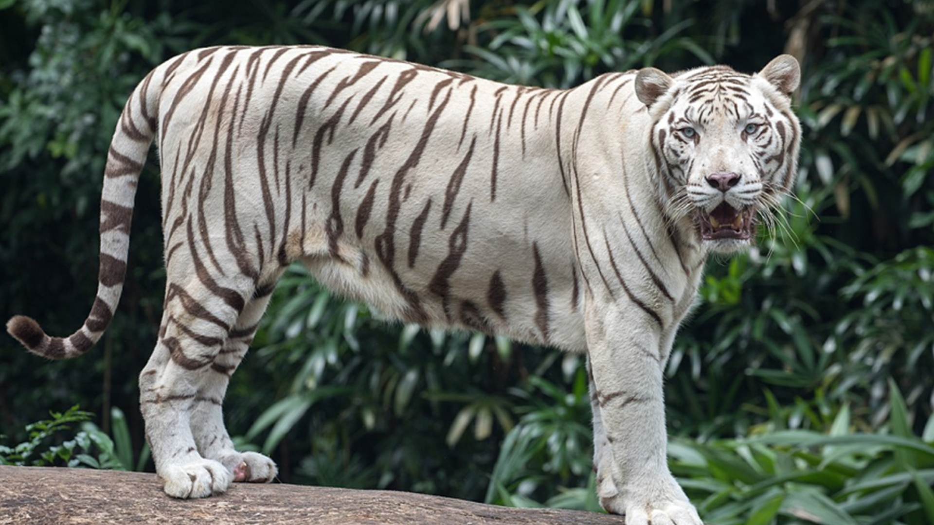 是现代虎中最小的一种,生活在印尼巴厘岛北部的热带雨林里