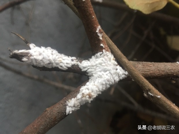 除蚧壳虫是白醋好还是酒精好（蚧壳虫怎样才能彻底消灭）-第2张图片-科灵网