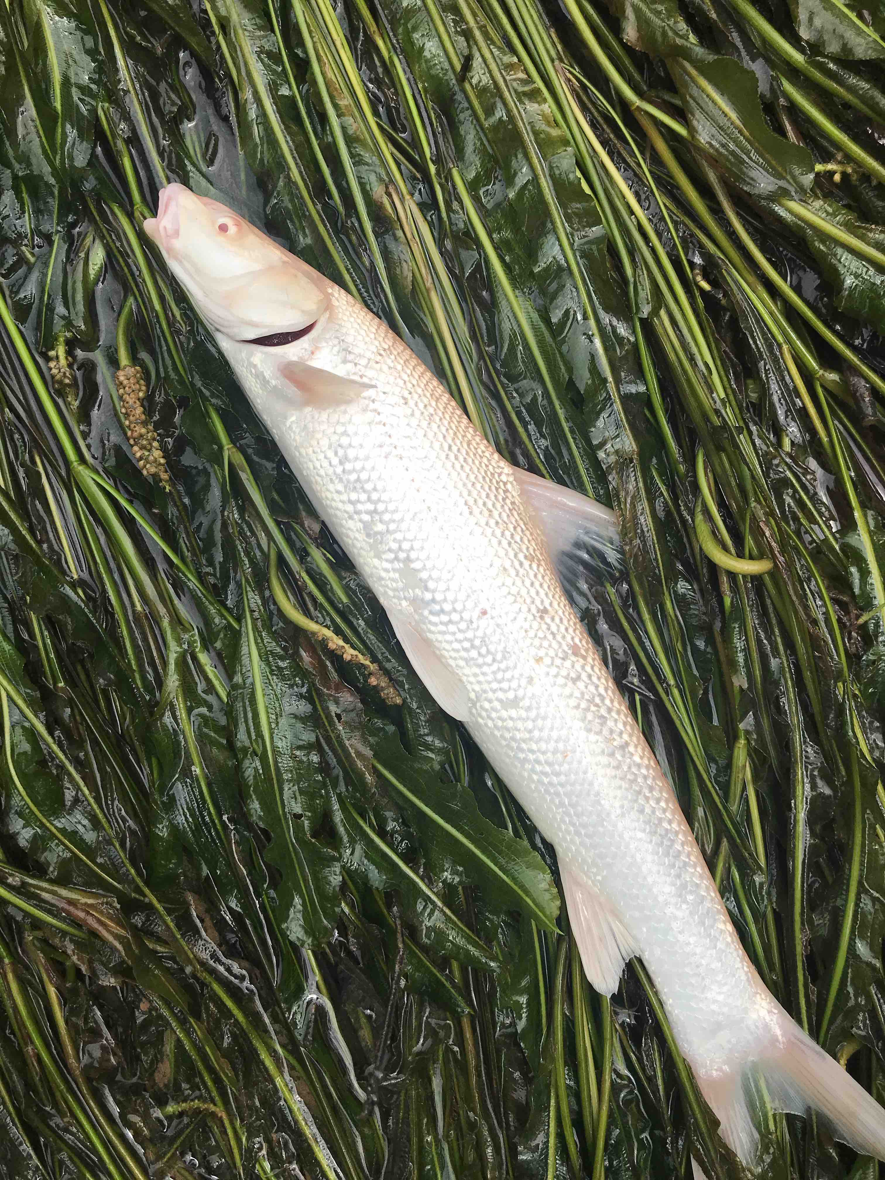 中国淡水银鳕鱼(淡水银鳕鱼吃什么食物)-第1张图片-华展网