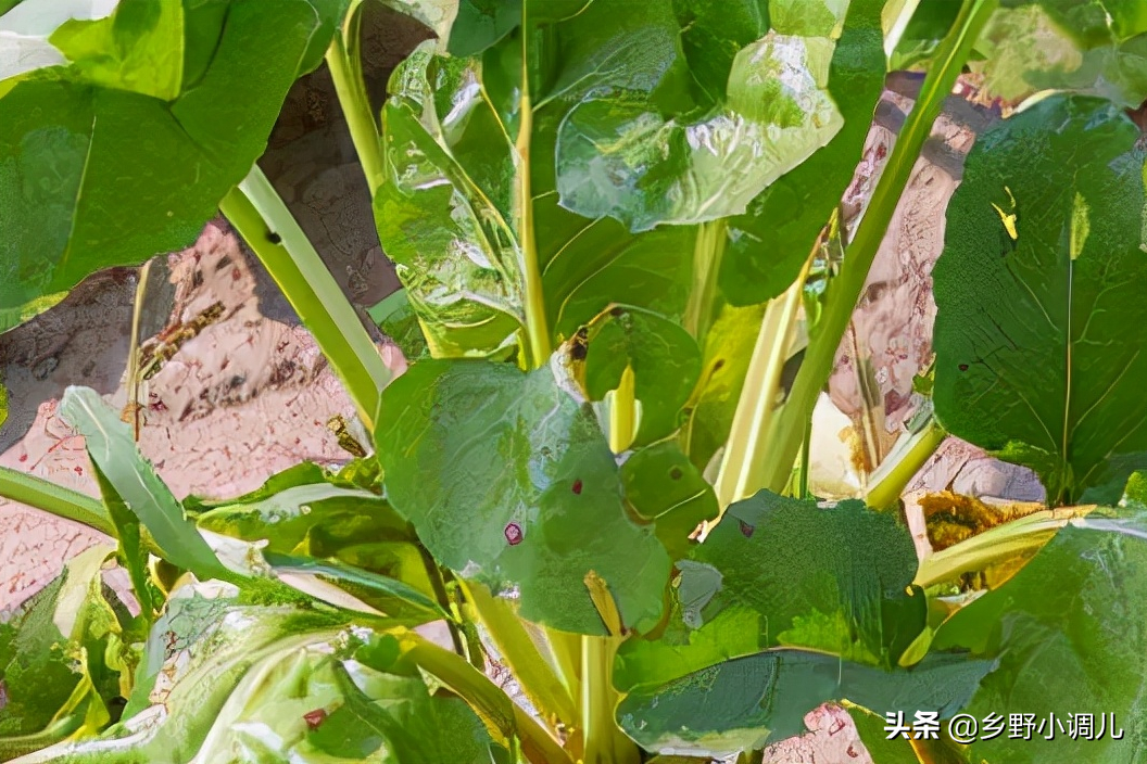 盘点5种耐阴的蔬菜,好种又好吃)