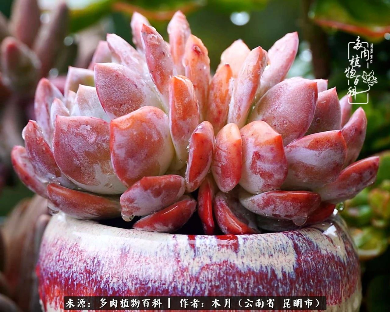 比利时玫瑰老桩怎么养忌讳什么「科普」 -骁龙网