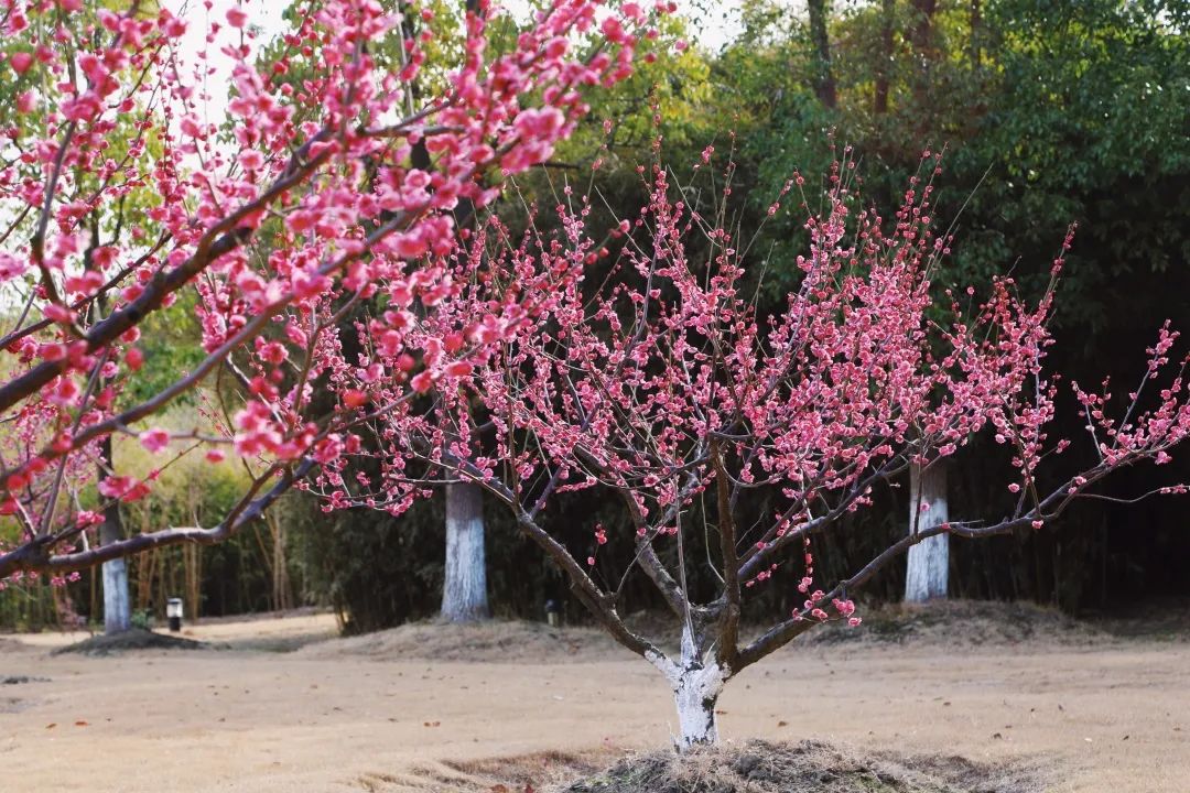 华政新增5个国家级和省级一流本科专业建设点！