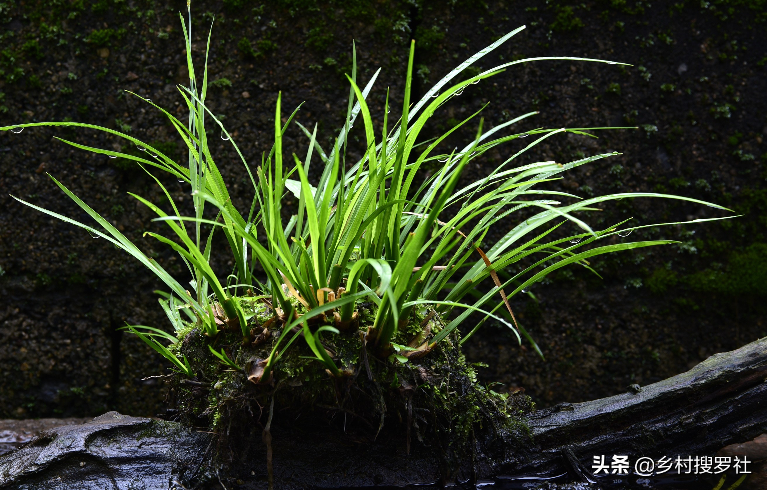 石菖蒲的种植方法,这3种都很简单,上手就能学会
