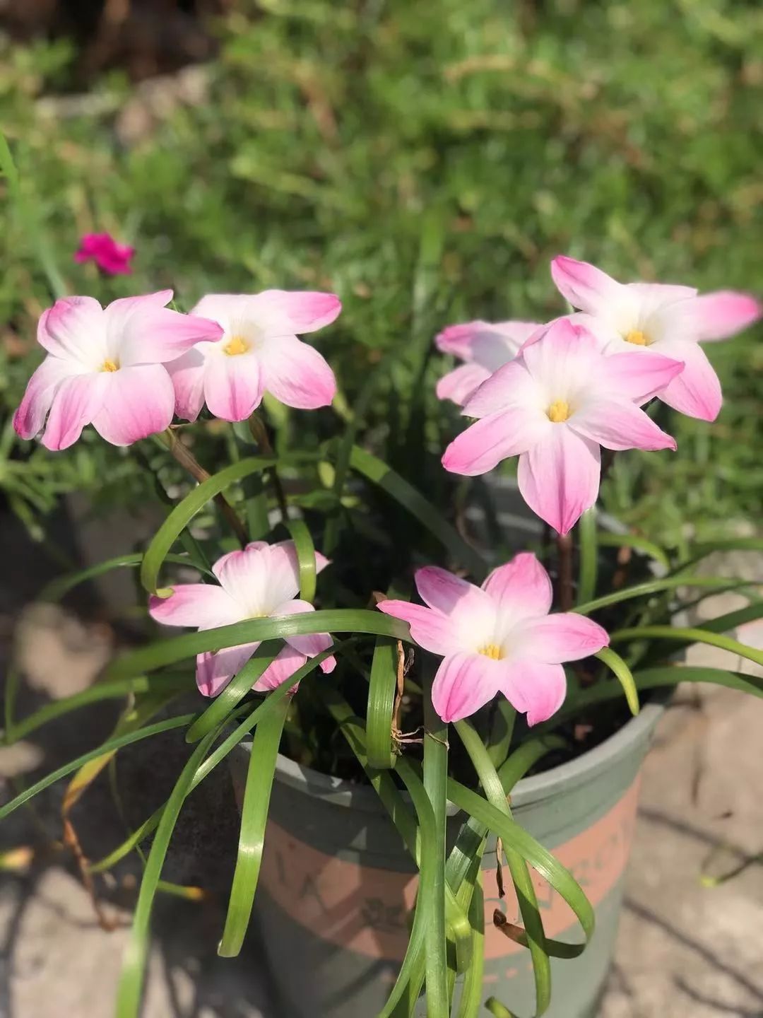 韭兰一年开几次花(镇宅最灵的三种花)