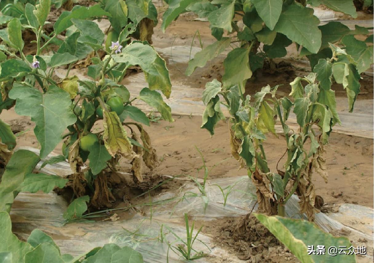 茄子枯萎病特效药(茄子枯萎病特效药图片) - 泉兴百科
