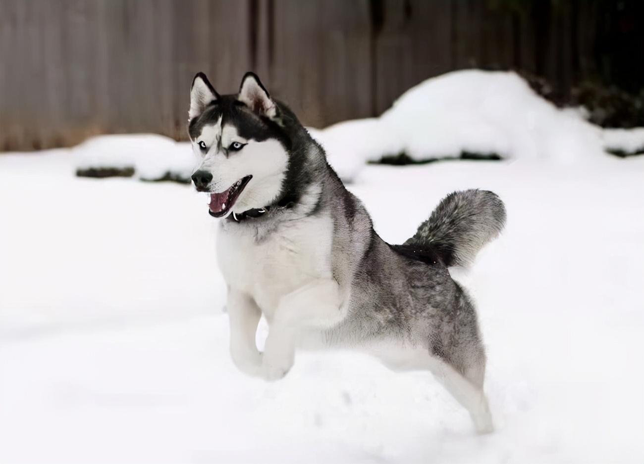 茶杯犬价格多少钱一只这6种狗