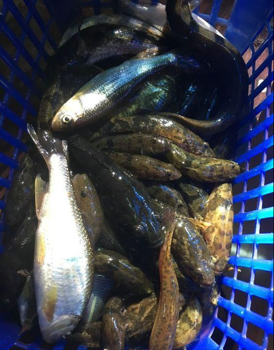 水库干涸,有人捡到两条黑壳怪鱼,一公斤一条,能吃吗?
