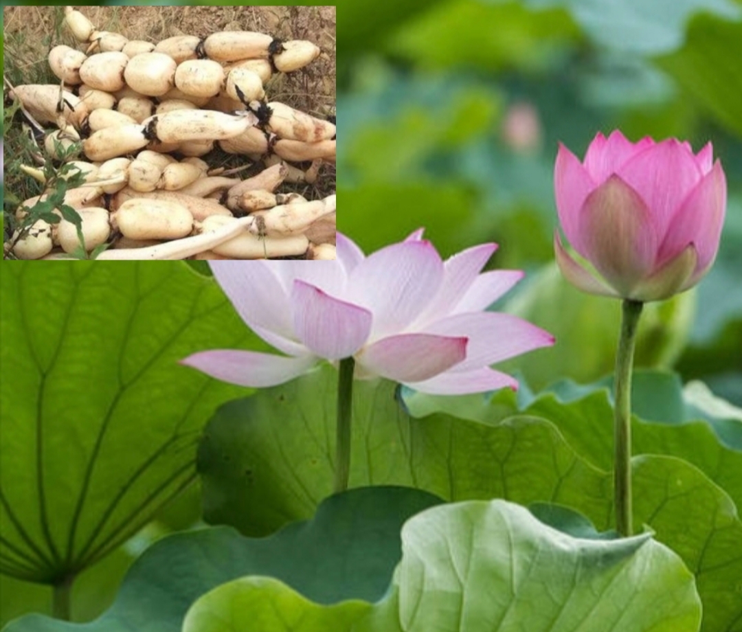 藕种的种植技巧(一招让你种植的莲藕又大又粗)