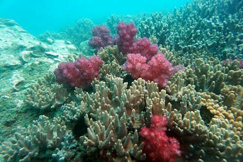 海底植物是什么（海底植物是什么样子的）-第1张图片-科灵网