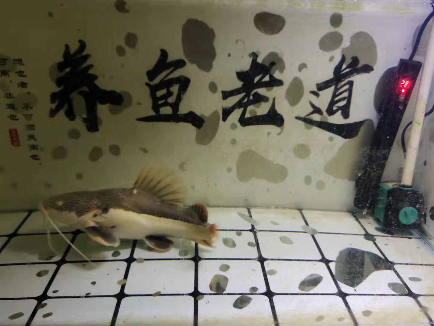 观赏鱼遭遇水温过低一周了，它们会有哪些表现，能不能死亡呢？