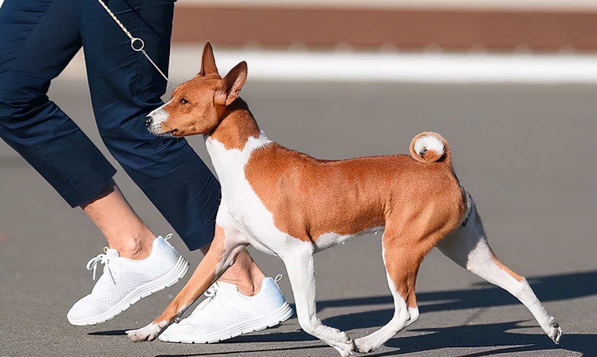 巴仙吉犬介绍(有“狗中哑巴”之称的——巴仙吉犬，你了解多少？)