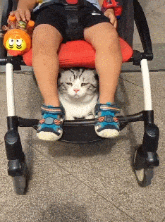 最容易饲养的3种猫咪，养到的人都在偷着乐呢
