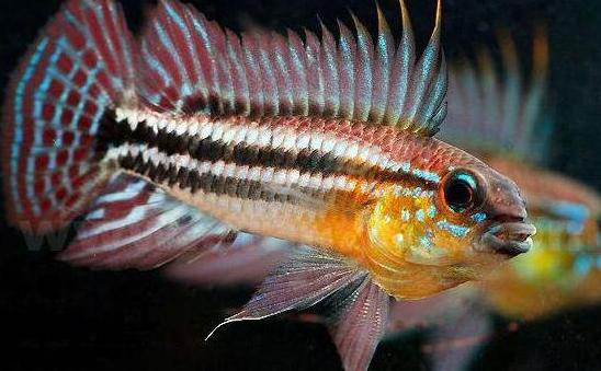 白玉凤凰鱼怎么养详细介绍「干货」 -骁龙网