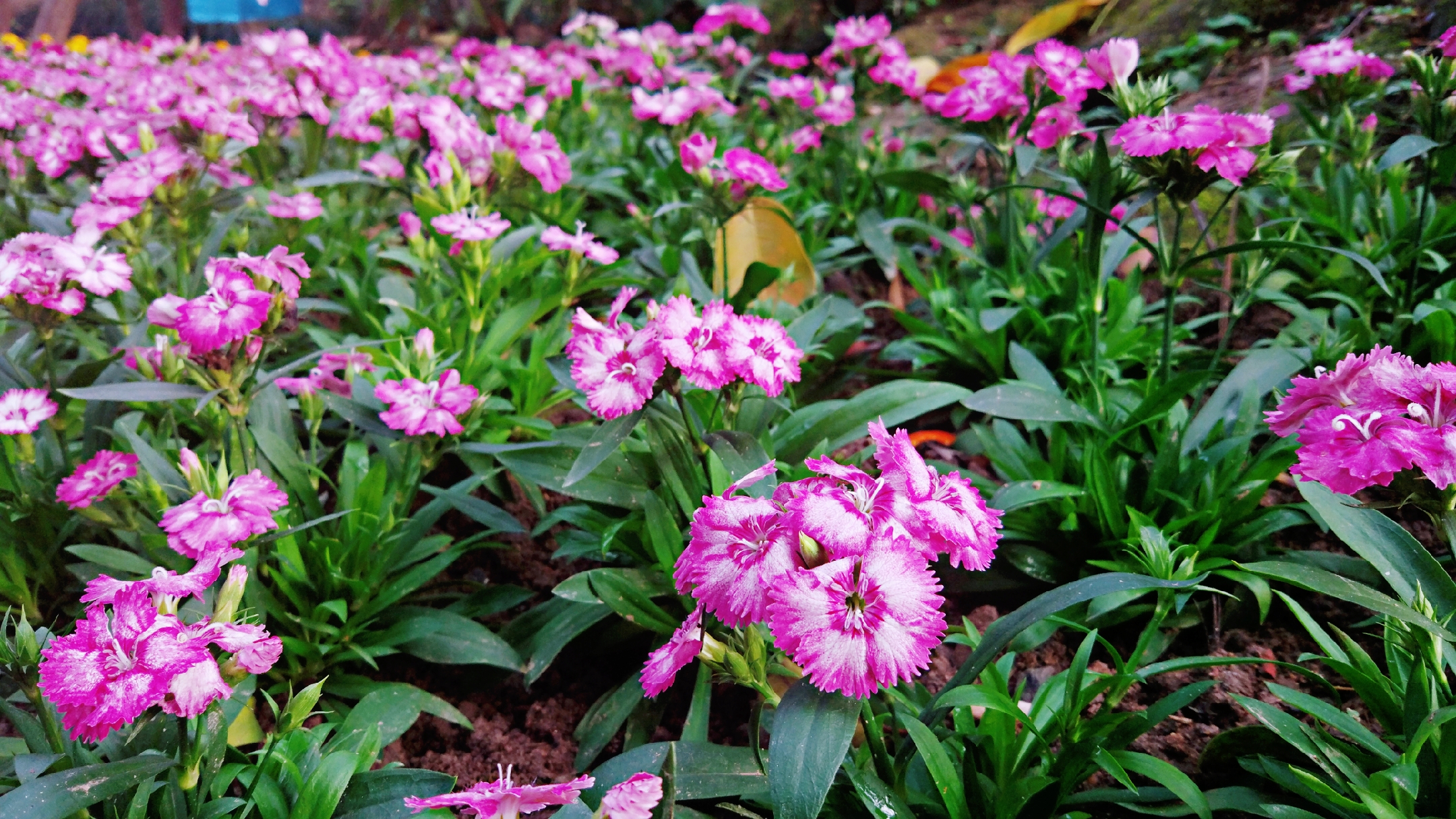 福州旅遊攻略:福州烏山公園百花齊放,烏石山花會更是春天的感覺