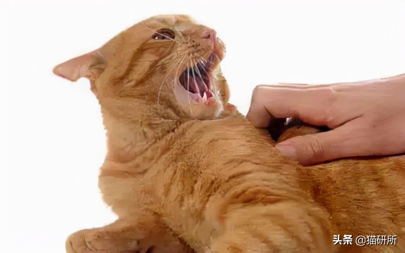 貓咪為啥會揍我？是我做錯了什么嗎？