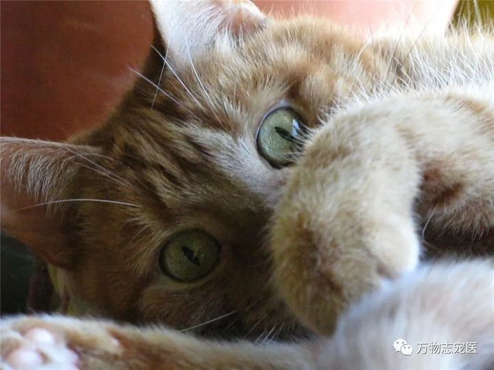 猫咪出现以下表现，八成是感染了寄生虫