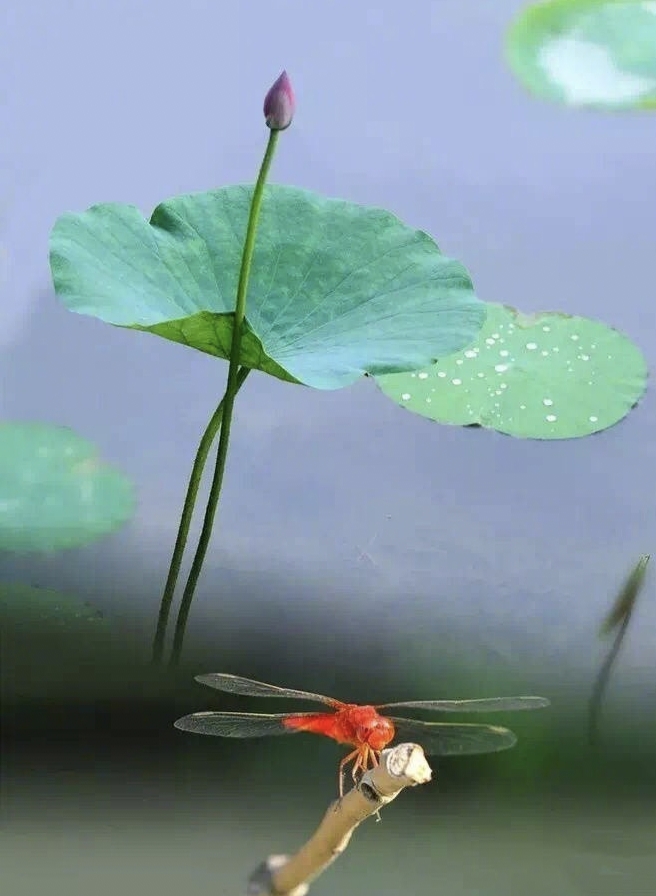 风景小诗《夏日湖边》