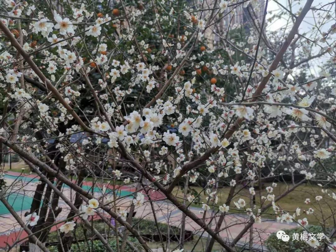 梅花泪一一悼诗友何年生