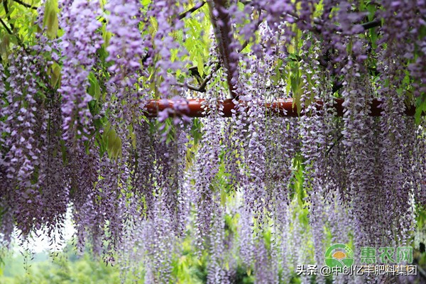 紫藤花花语及象征意义（紫藤花背后的花语与意义）