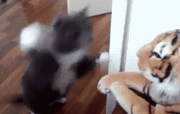 貓咪為啥會揍我？是我做錯了什么嗎？