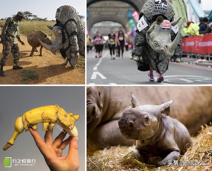 非洲动物图鉴：一起认识那些潇洒自由的灵魂